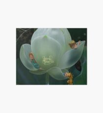 Lotus blanc Art Board