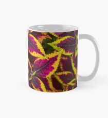 Coleus oder gemalte Nessel Tasse (Standard)