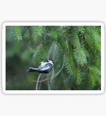 Chickadee & pine branches Sticker