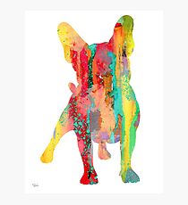 French Bulldog 9 Photographic Print