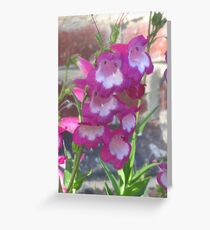 Penstemon Grußkarte