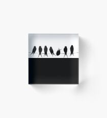 Birds on wire Acrylic Block