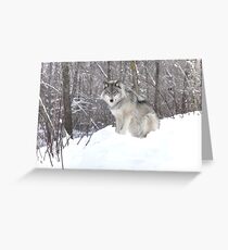 My Wolf : The kiss of the wolf Greeting Card