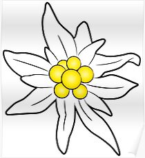 Edelweiss flower Poster