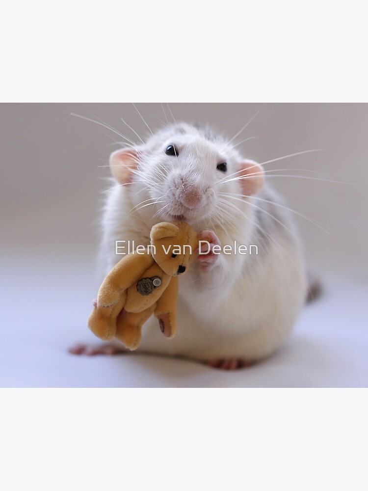 My new Teddy-bear. by Ellen
