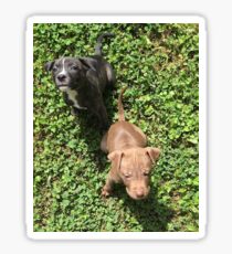 Puppies Sticker