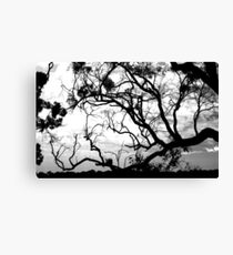 Eucalyptus Canvas Print