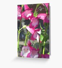 Penstemon III Grußkarte