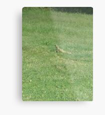 animales Metal Print