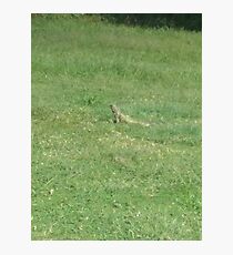 animales Photographic Print