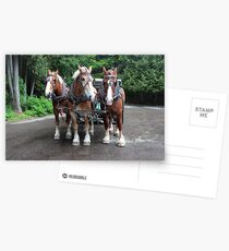 Mackinac Team I Postcards