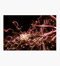 fireworks 8/11/14 Photographic Print