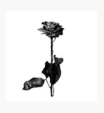 Blackbear Photographic Print