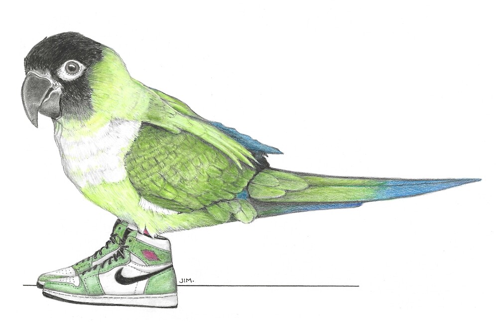 Nanday Conure in High tops by JimsBirds