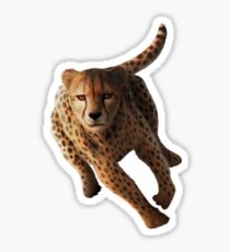 Cheetah Sticker