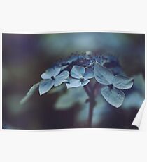 Hortensia Poster
