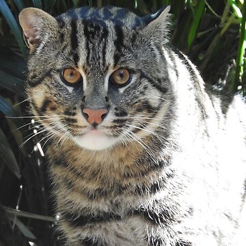 Fishing Cat Photographic Print for Sale by rohanchak