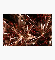 fireworks 8/11/14 Photographic Print