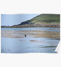 Seal In The Isles Of Scilly Poster