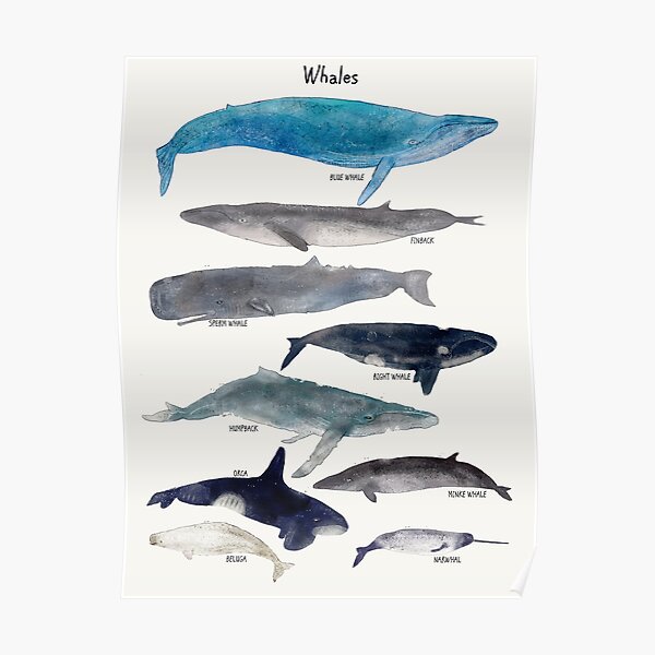 Minke Whale Posters Redbubble