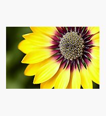 Yellow Osteospermum - Macro Flowers Photographic Print
