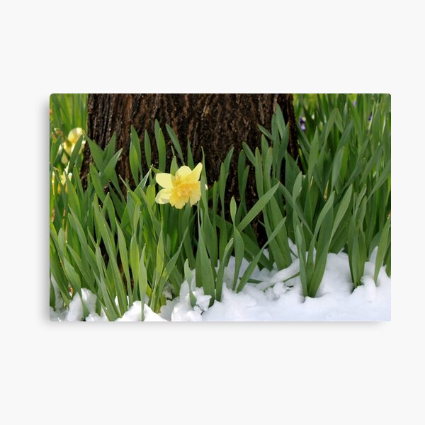 Spring In Colorado Canvas Print