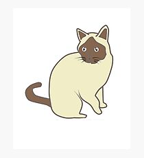 Lámina fotográfica Gato siames