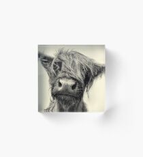 Highland Cow Acrylic Block