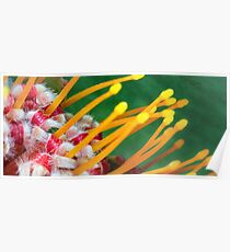 Close up flowers Poster