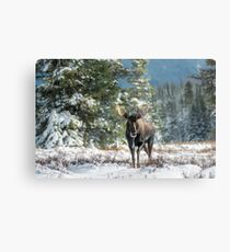 Canadian Western Bull Moose Metal Print