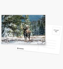Canadian Western Bull Moose Postcards