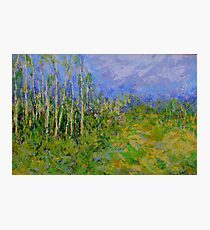 birch trees landscape Photographic Print