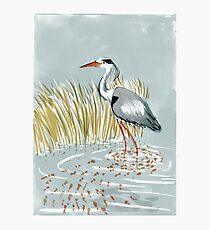 Heron Photographic Print