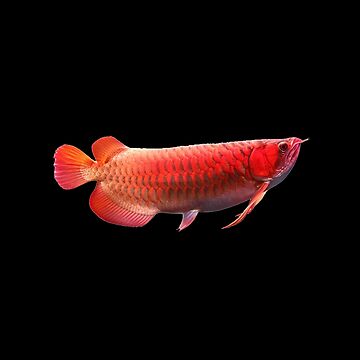 Arowana fish colorful watercolor fish gifts Fleece Blanket by