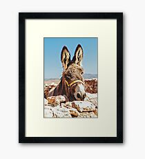 Donkey Framed Print