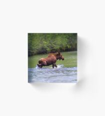 River Crossing Moose Acrylic Block
