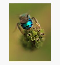 Iridescent Photographic Print
