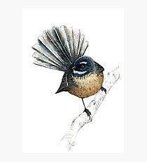 Herr Pīwakawaka -Fantail, Neuseeland einheimischer Vogel Fotodruck