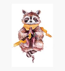 Raccoon meditates Photographic Print