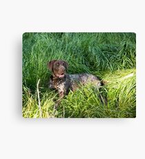 Just chilling in the green grass..... Canvas Print