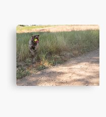 Me & My Ball.....before I kill it....... Metal Print
