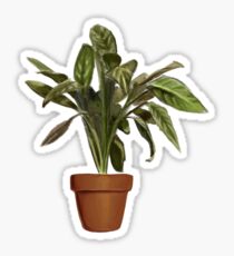 Ficus Sticker