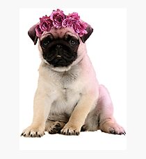 Hipster Pug Puppy Photographic Print