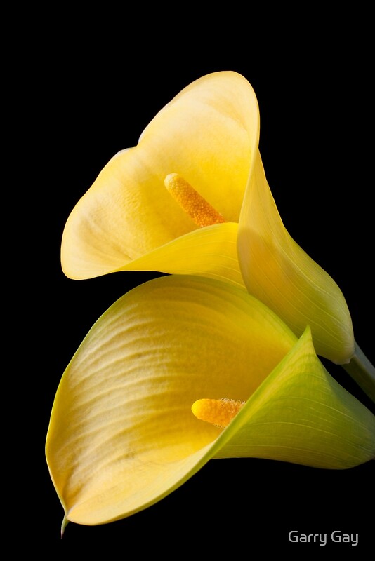 pair-of-yellow-calla-lilies-by-garry-gay-redbubble