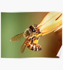 Agile bee Poster