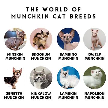 Munchkin breed best sale