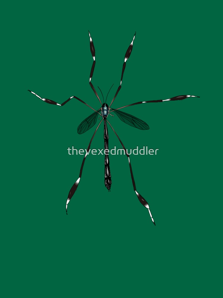 Phantom crane fly - Bittacomorpha clavipes by thevexedmuddler