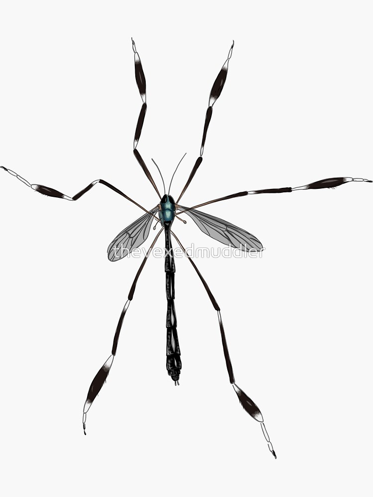 Phantom crane fly - Bittacomorpha clavipes by thevexedmuddler