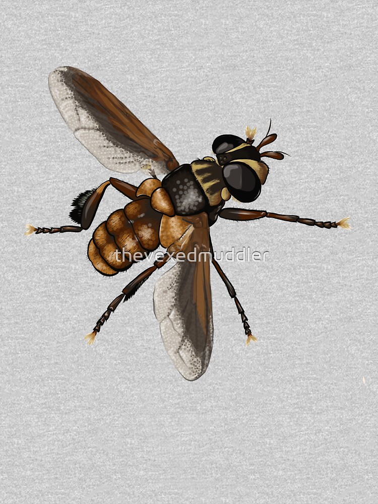 Feather-legged fly - Trichopoda subdivisa by thevexedmuddler