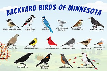 Backyard Birds of Minnesota Autumn